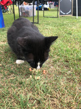 Load image into Gallery viewer, Ranch cat enjoying the cat treats.
