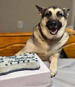 Meet Shadow with her bone cake. 